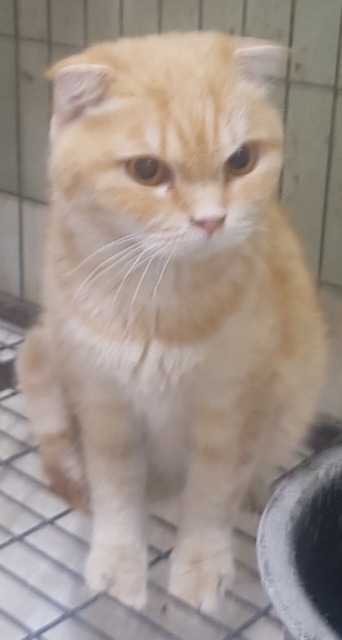 믹스묘 이미지 파일 입니다.