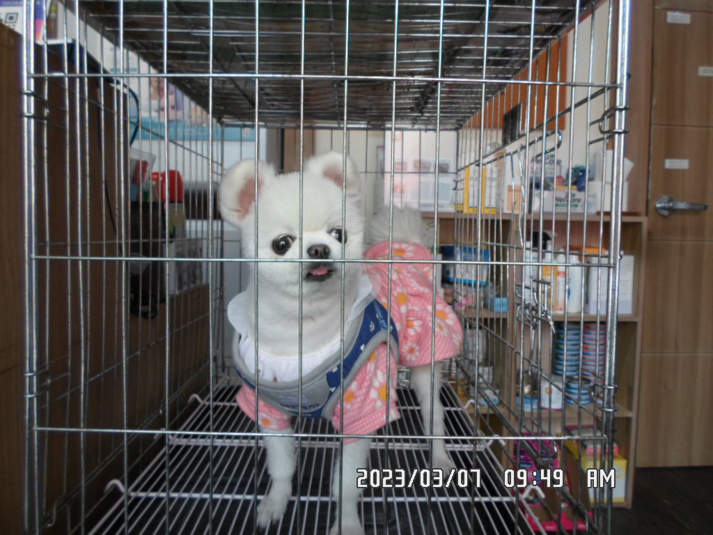 포메라니안 이미지 파일 입니다.