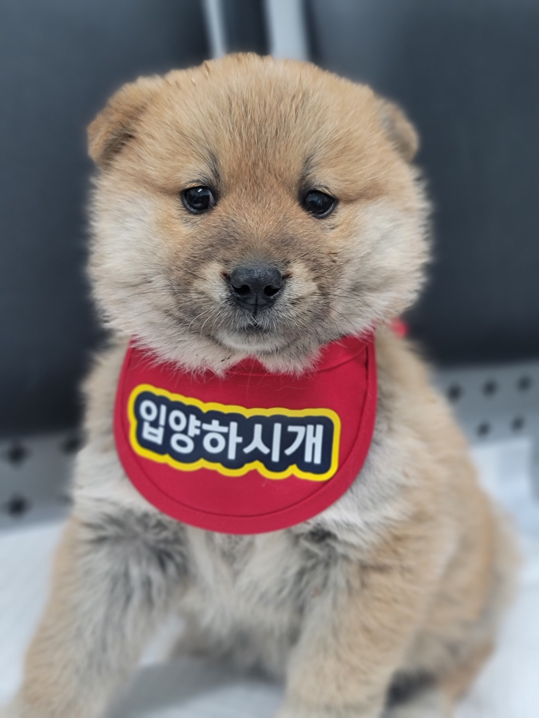 믹스견 이미지 파일 입니다.