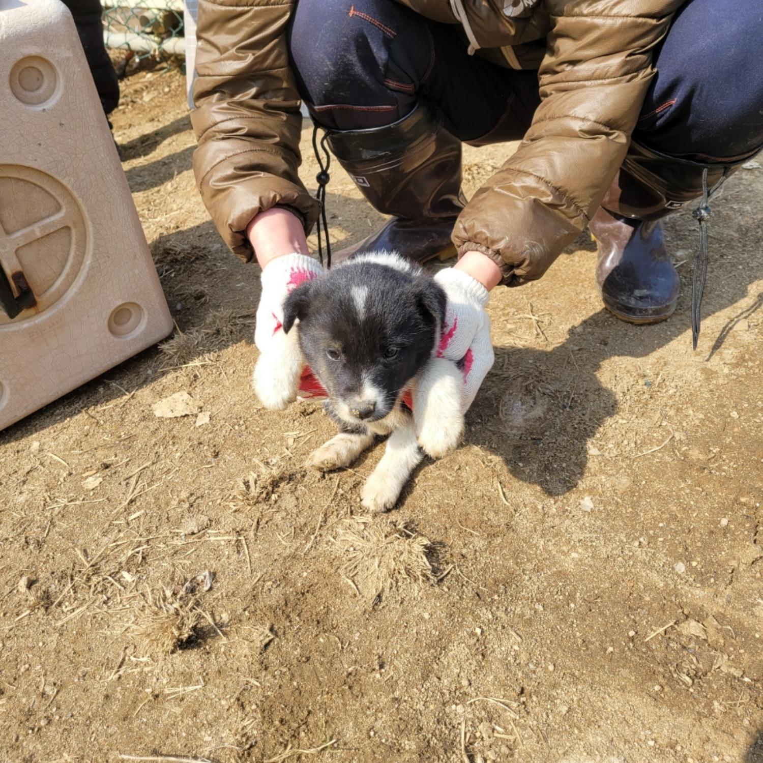 믹스견 이미지 파일 입니다.