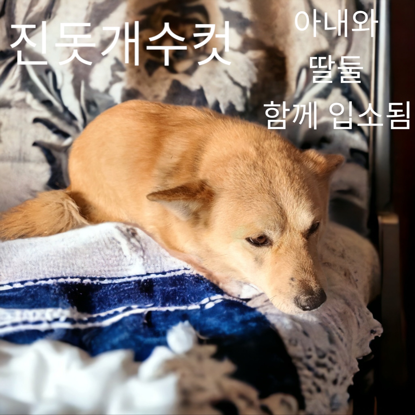 진도견 이미지 파일 입니다.