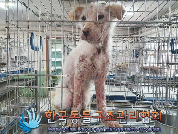 종료(자연사) 믹스…