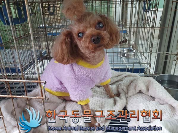 종료(안락사) 푸들…
