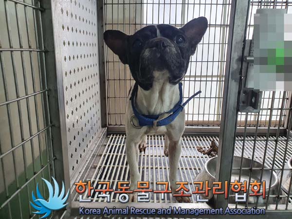 보호중 프렌치 불독…
