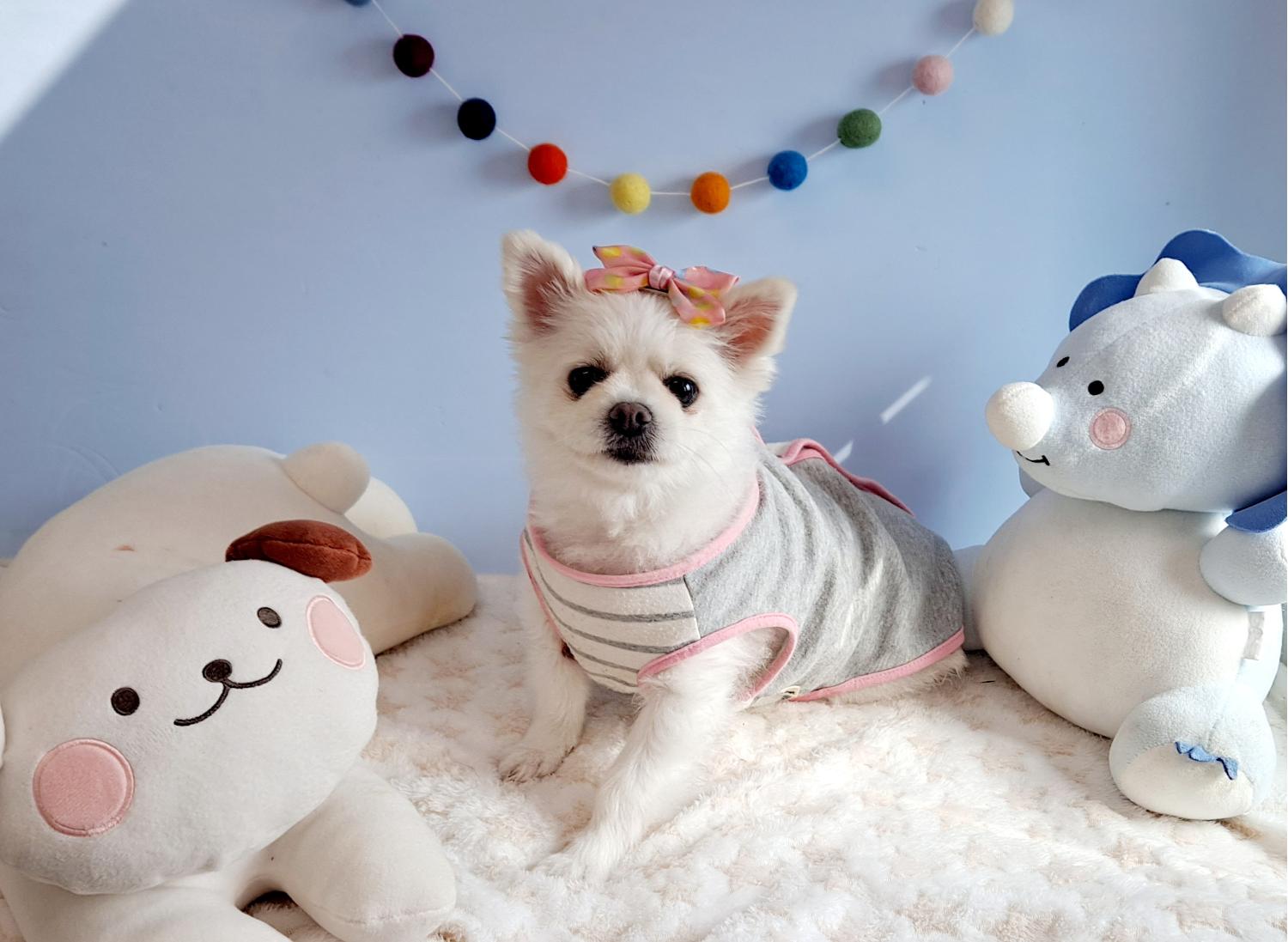 포메라니안 이미지 파일 입니다.