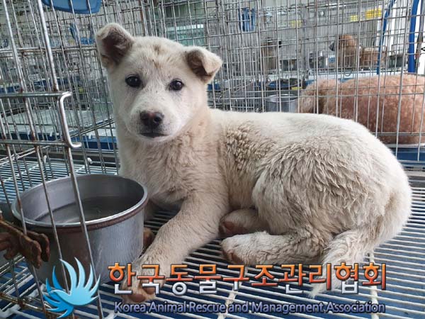 종료(안락사) 믹스…