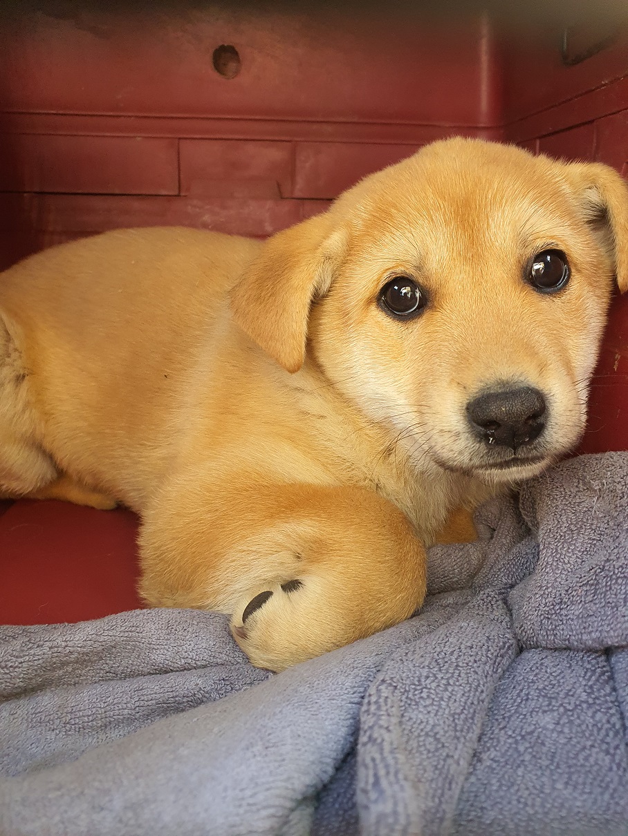 종료(안락사) 믹스…