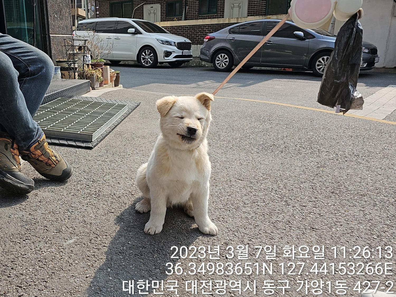 종료(반환) 진도견…