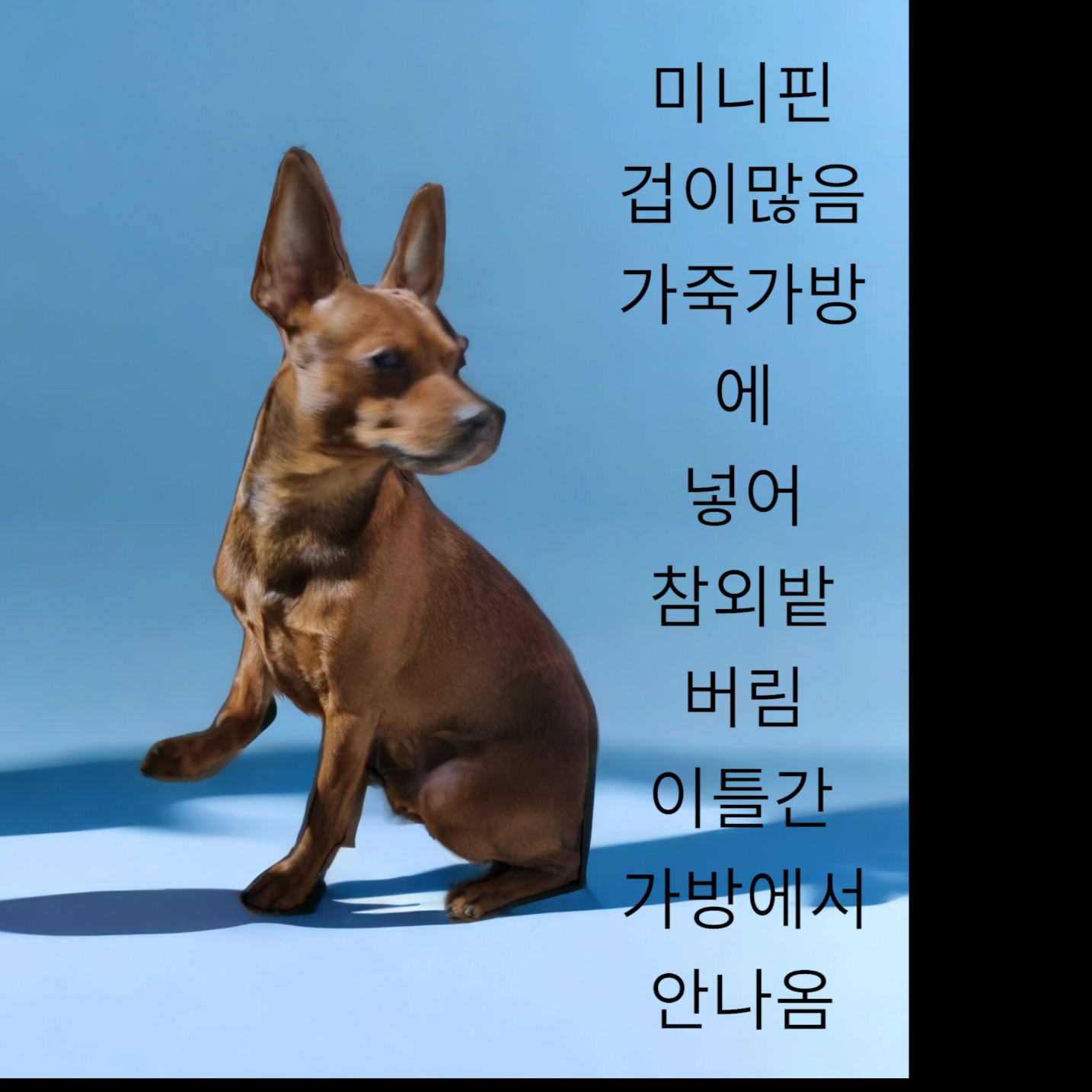 미니어쳐 핀셔 이미지 파일 입니다.