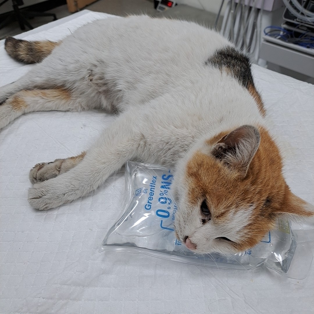 보호중 한국 고양이…
