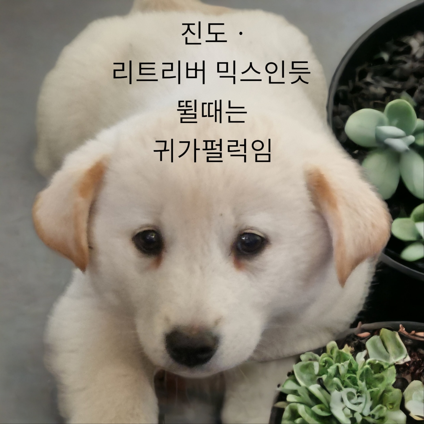 진도와 리트리버의믹스인듯 이미지 파일 입니다.
