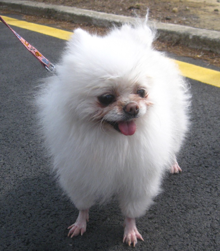 포메라니안 이미지 파일 입니다.