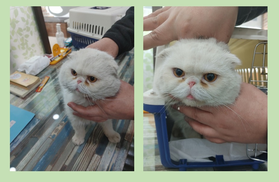 스코티시폴드 이미지 파일 입니다.