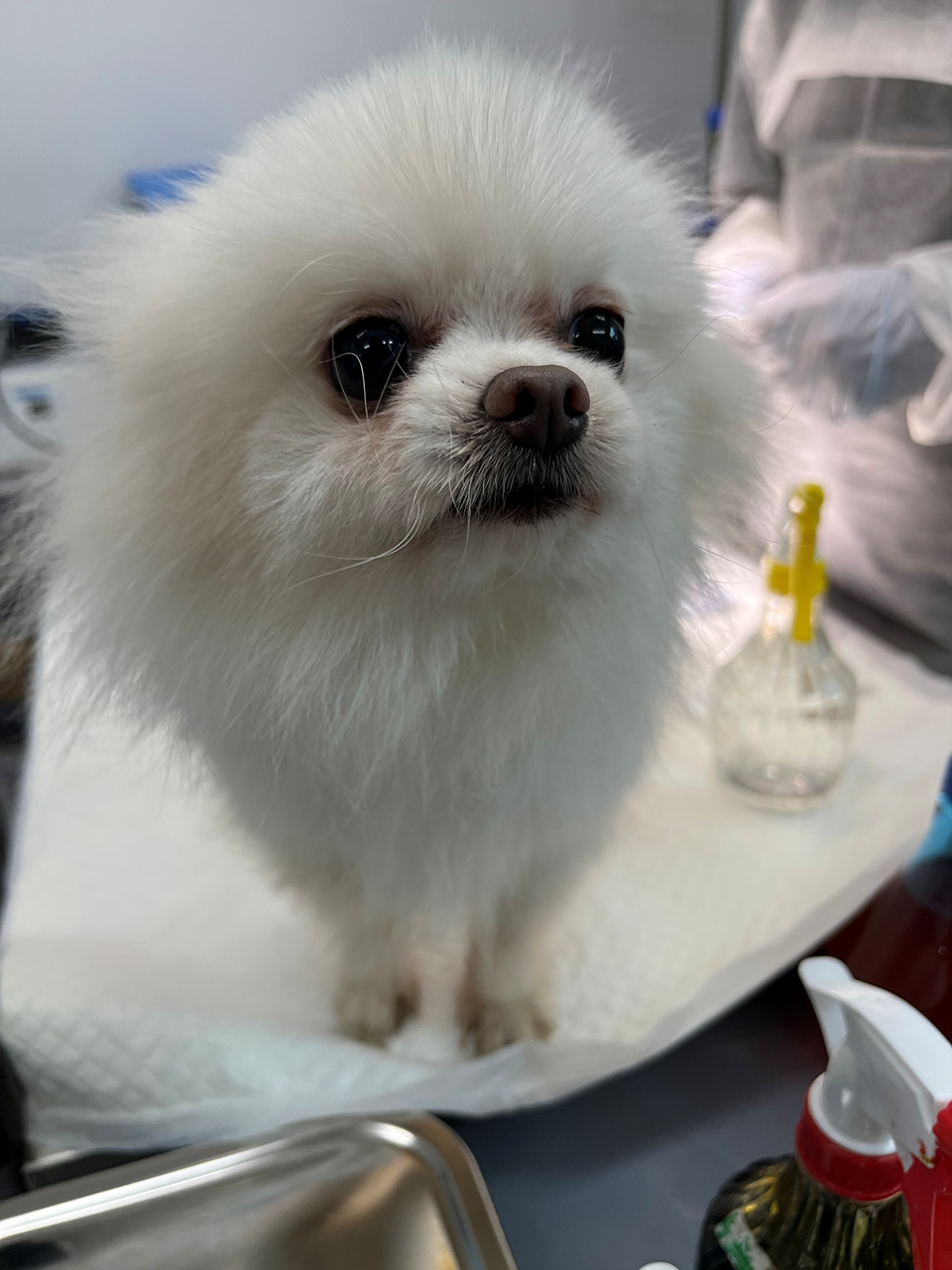 포메라니안 이미지 파일 입니다.