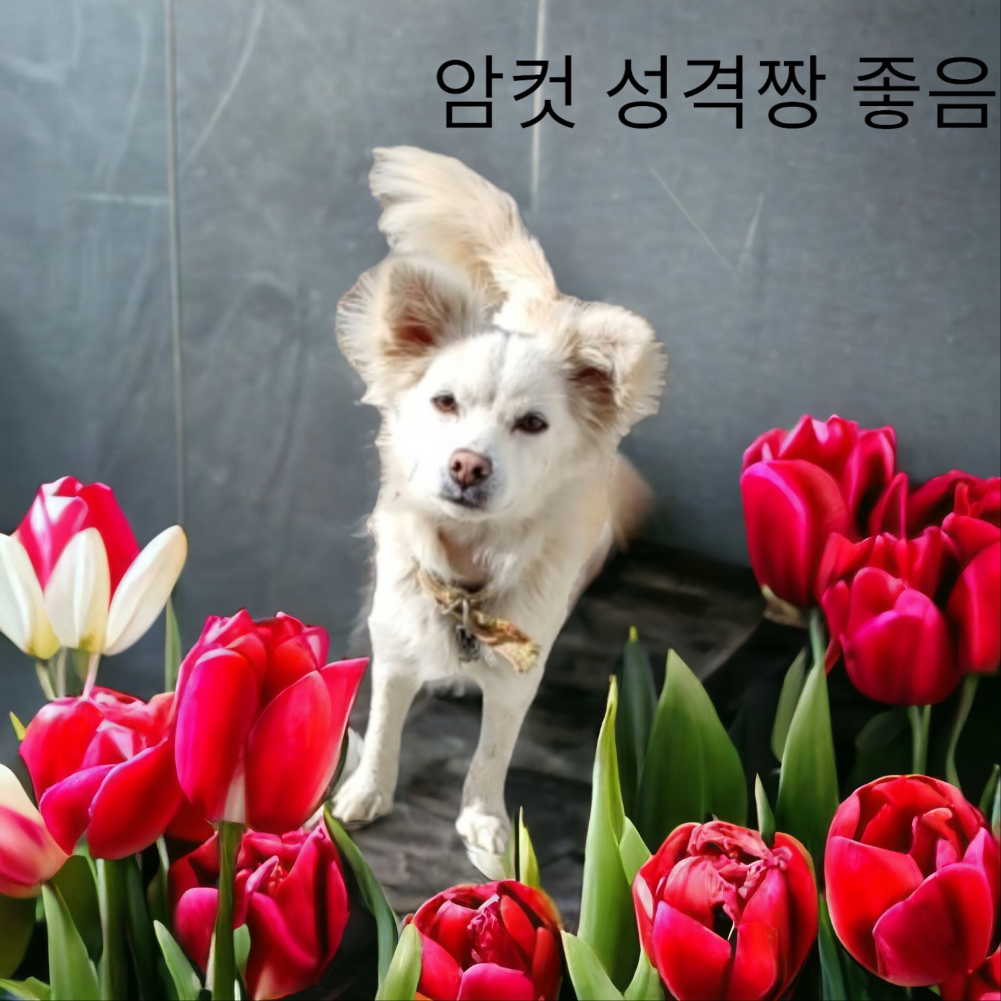 스피츠 이미지 파일 입니다.