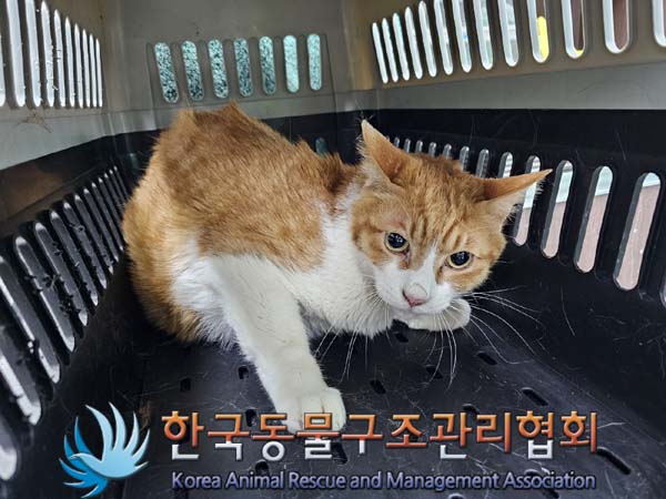 종료(안락사) 한국…