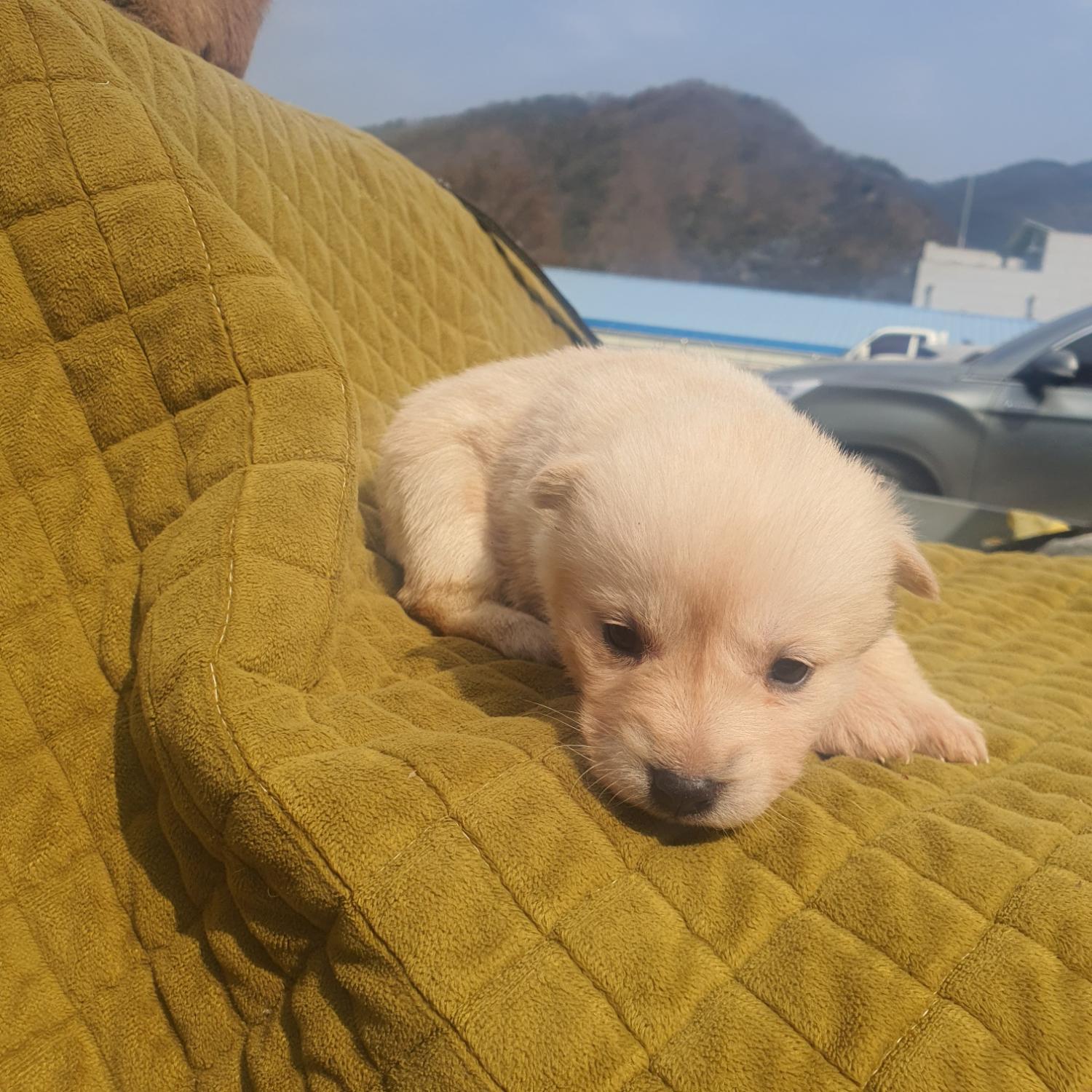 믹스견 이미지 파일 입니다.