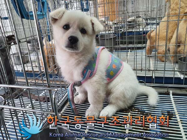 종료(입양) 믹스견…
