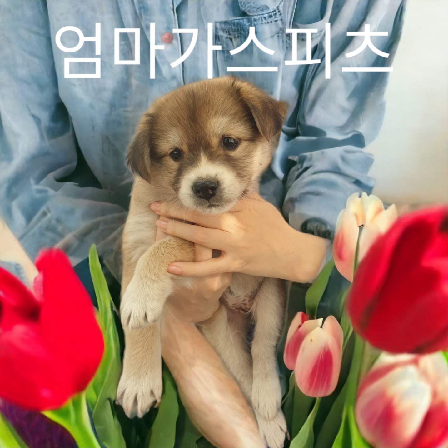 엄마가스피츠 이미지 파일 입니다.