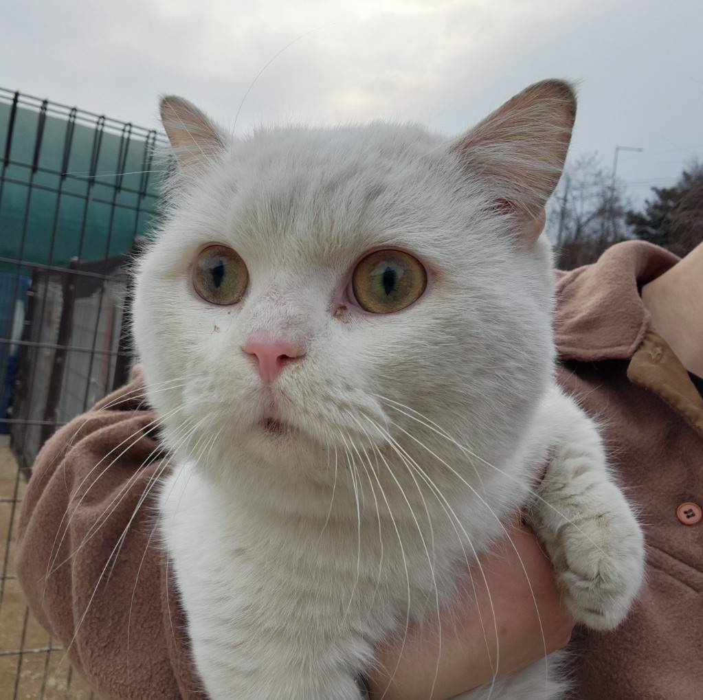 먼치킨 이미지 파일 입니다.