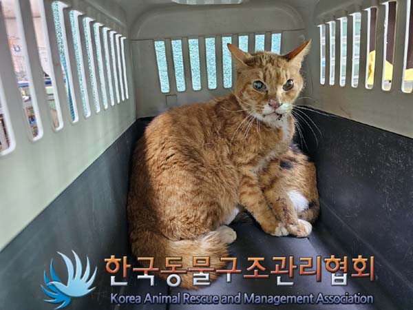 종료(안락사) 한국…
