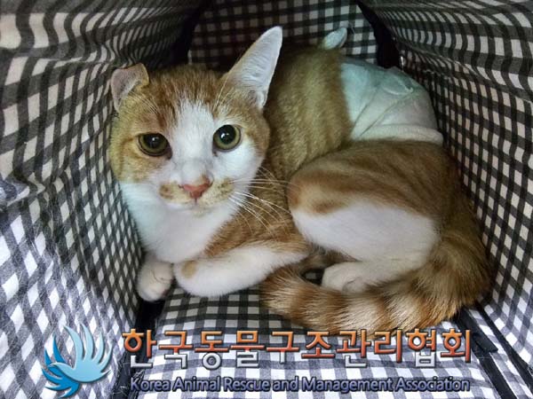 종료(입양) 한국 …