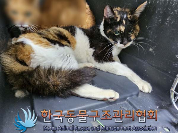 종료(안락사) 한국…