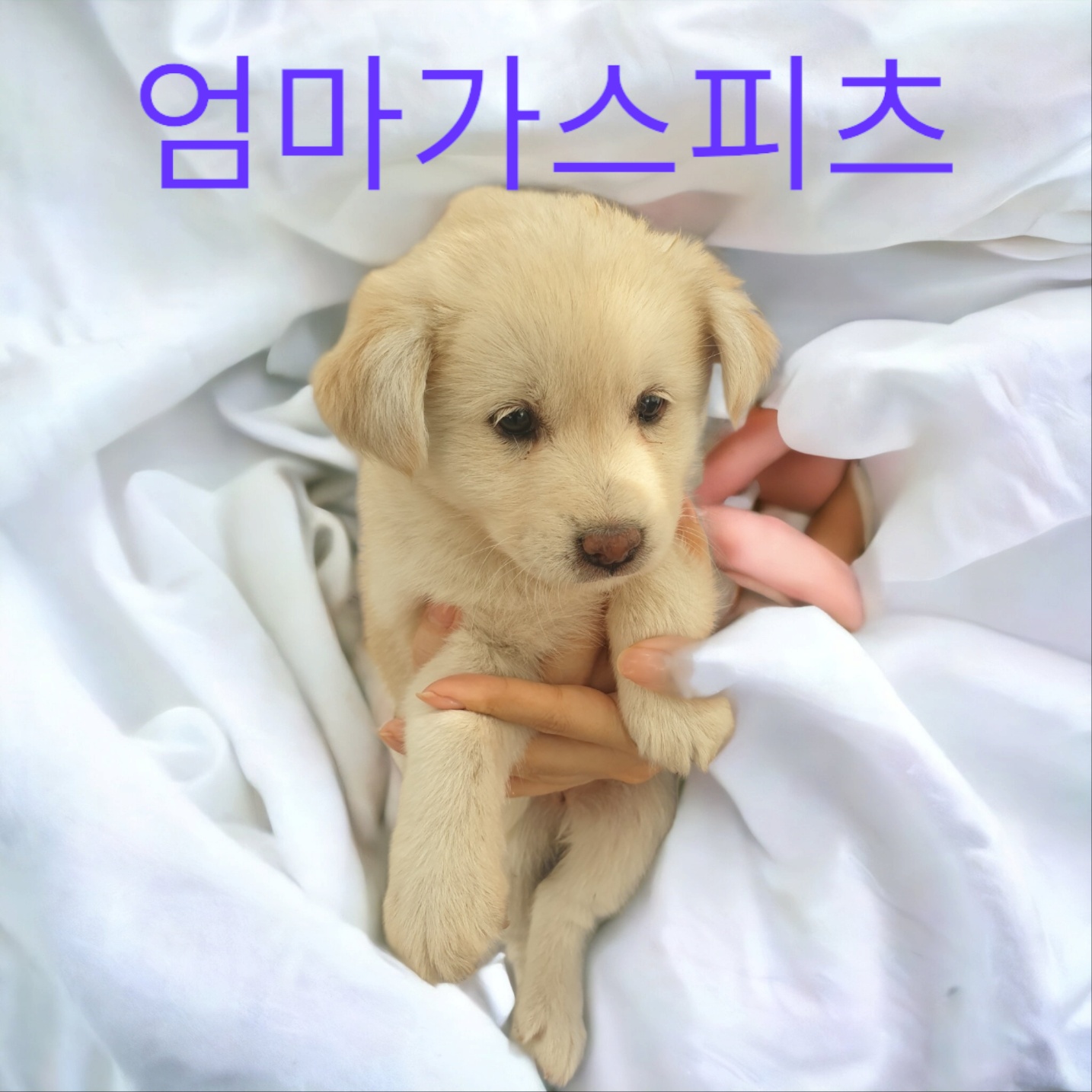 엄마가스피츠 이미지 파일 입니다.