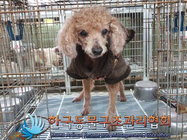 종료(자연사) 푸들…