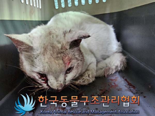종료(입양) 한국 …