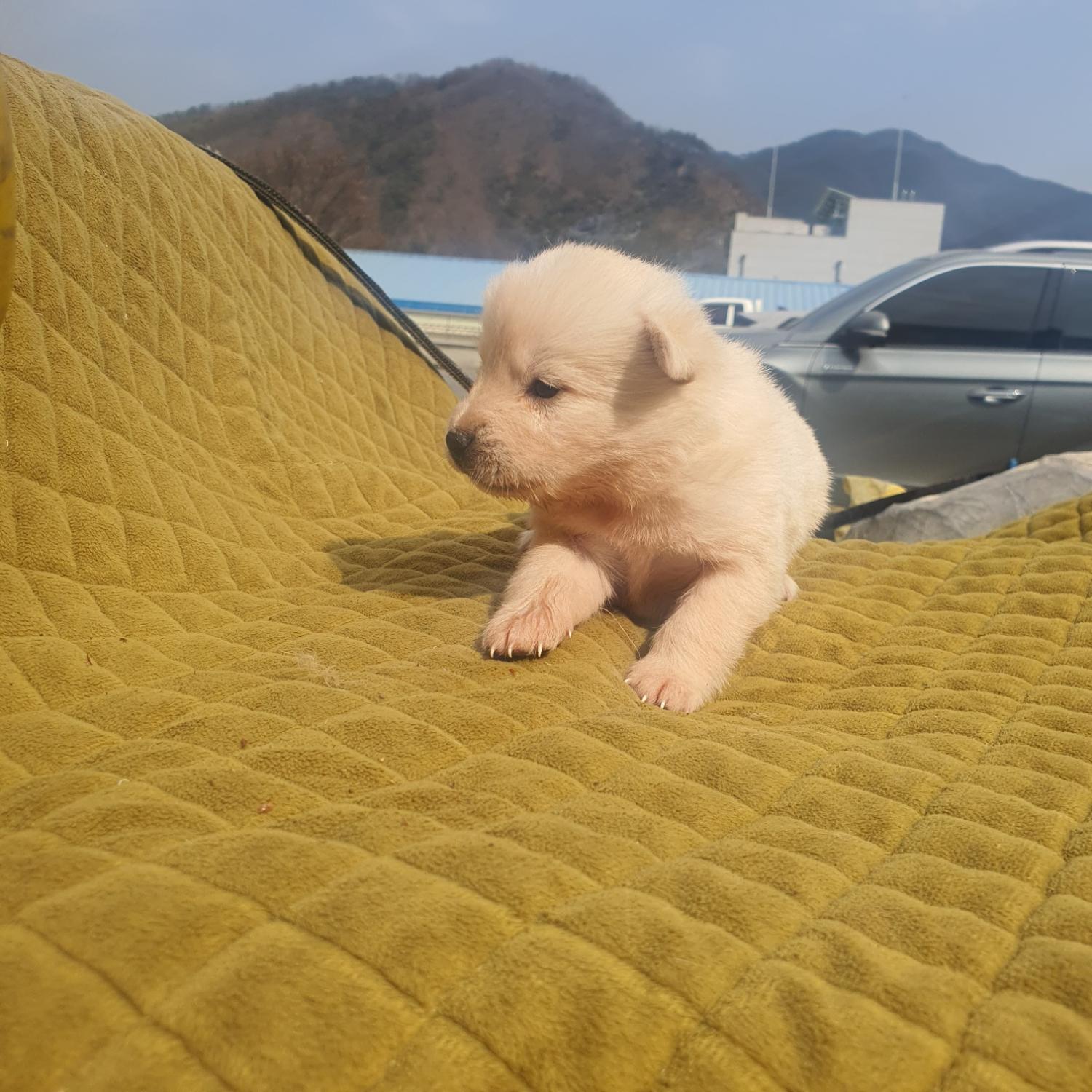 믹스견 이미지 파일 입니다.