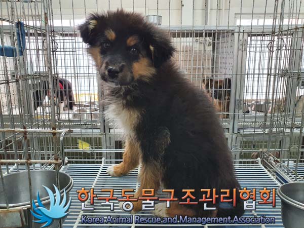 종료(안락사) 믹스…