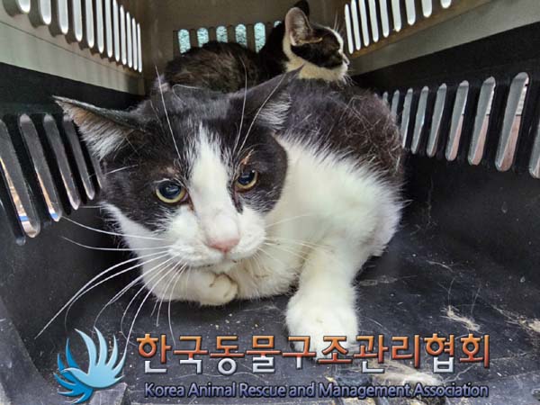종료(안락사) 한국…