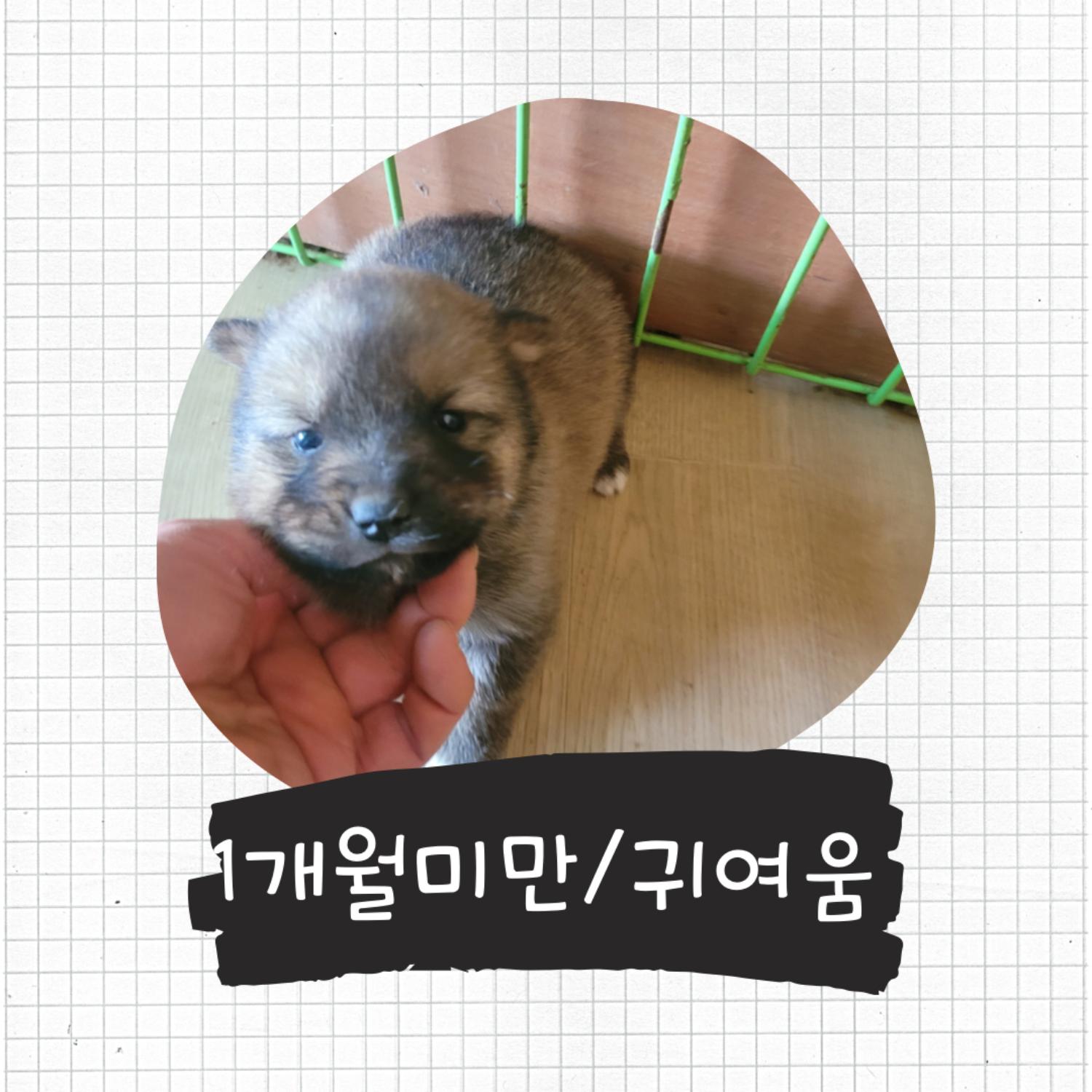 믹스견 이미지 파일 입니다.