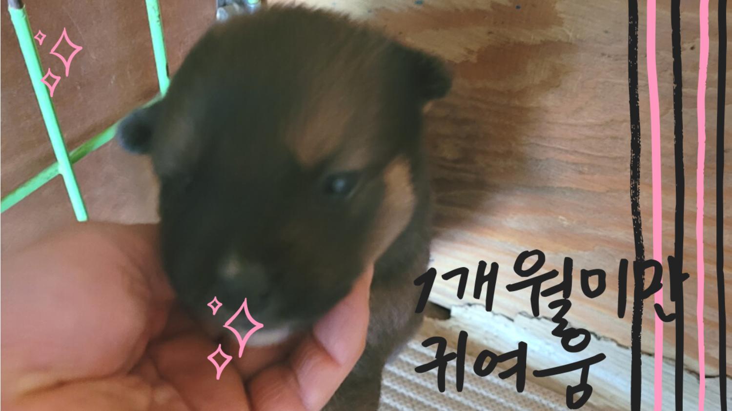 믹스견 이미지 파일 입니다.