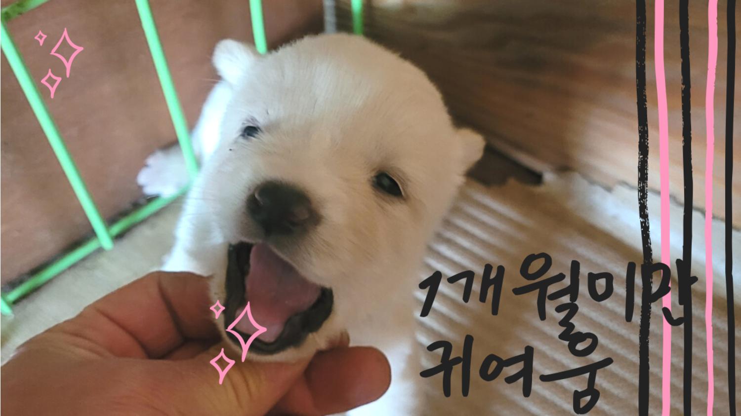 믹스견 이미지 파일 입니다.