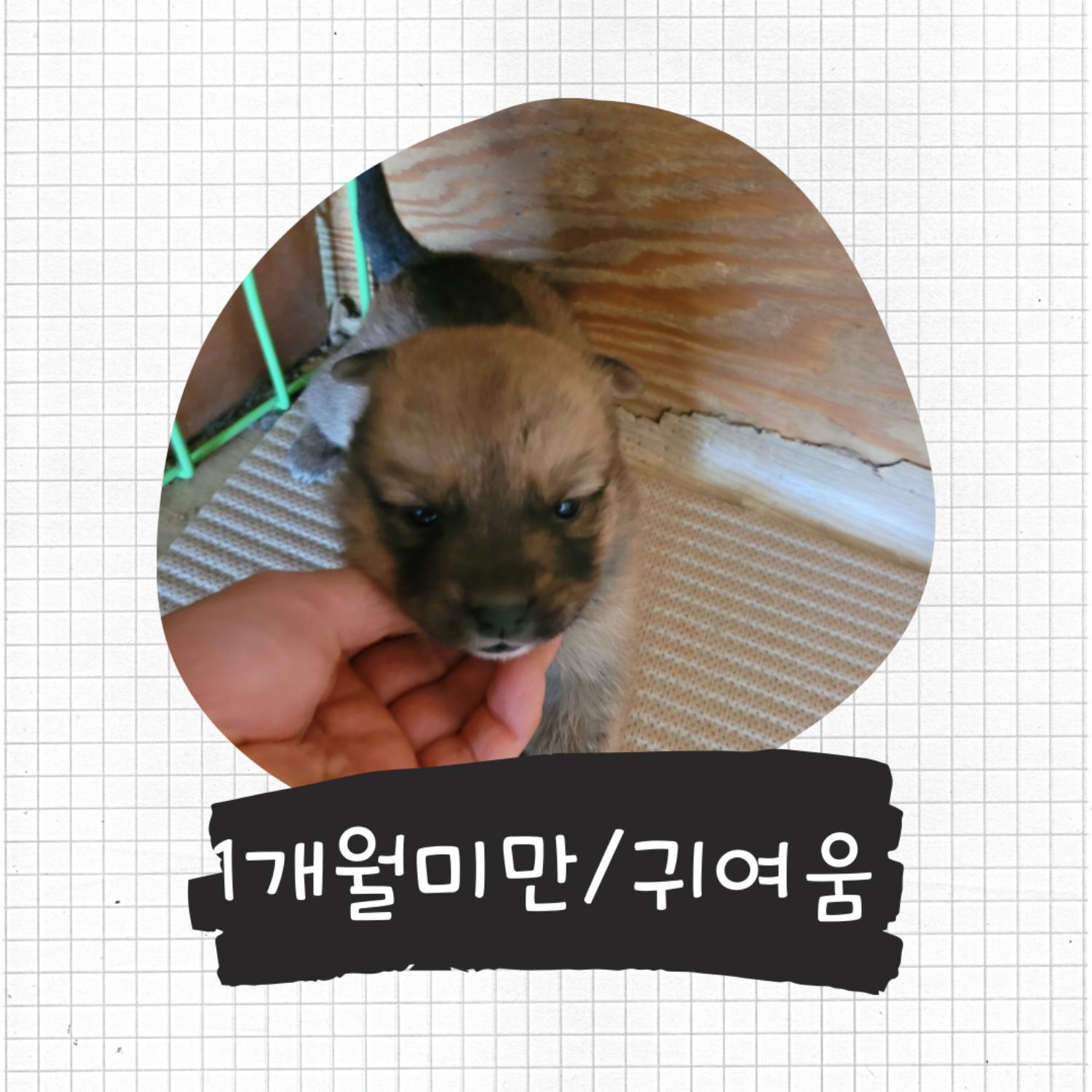믹스견 이미지 파일 입니다.