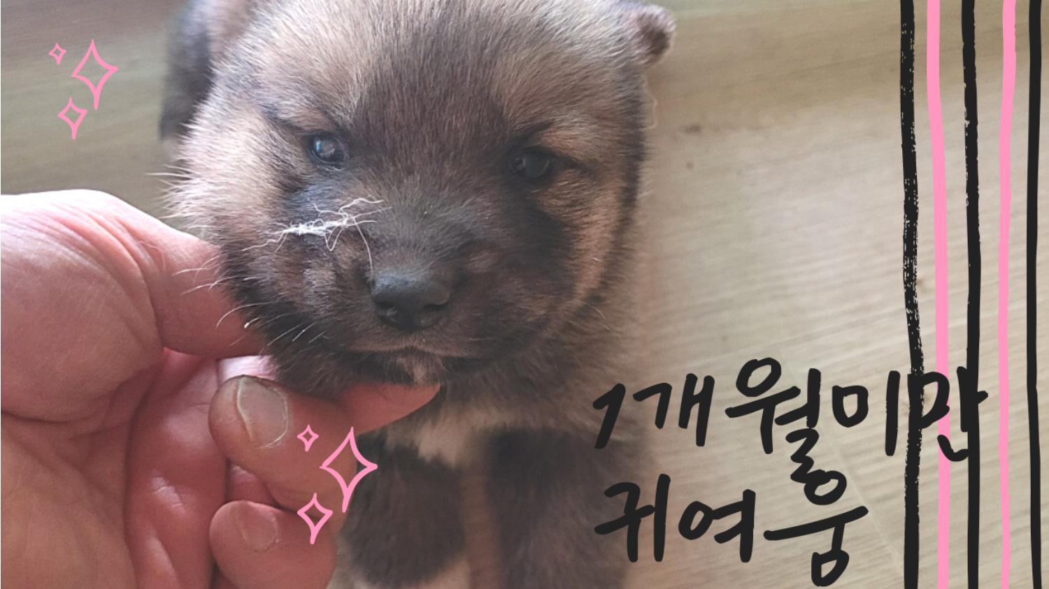 믹스견 이미지 파일 입니다.