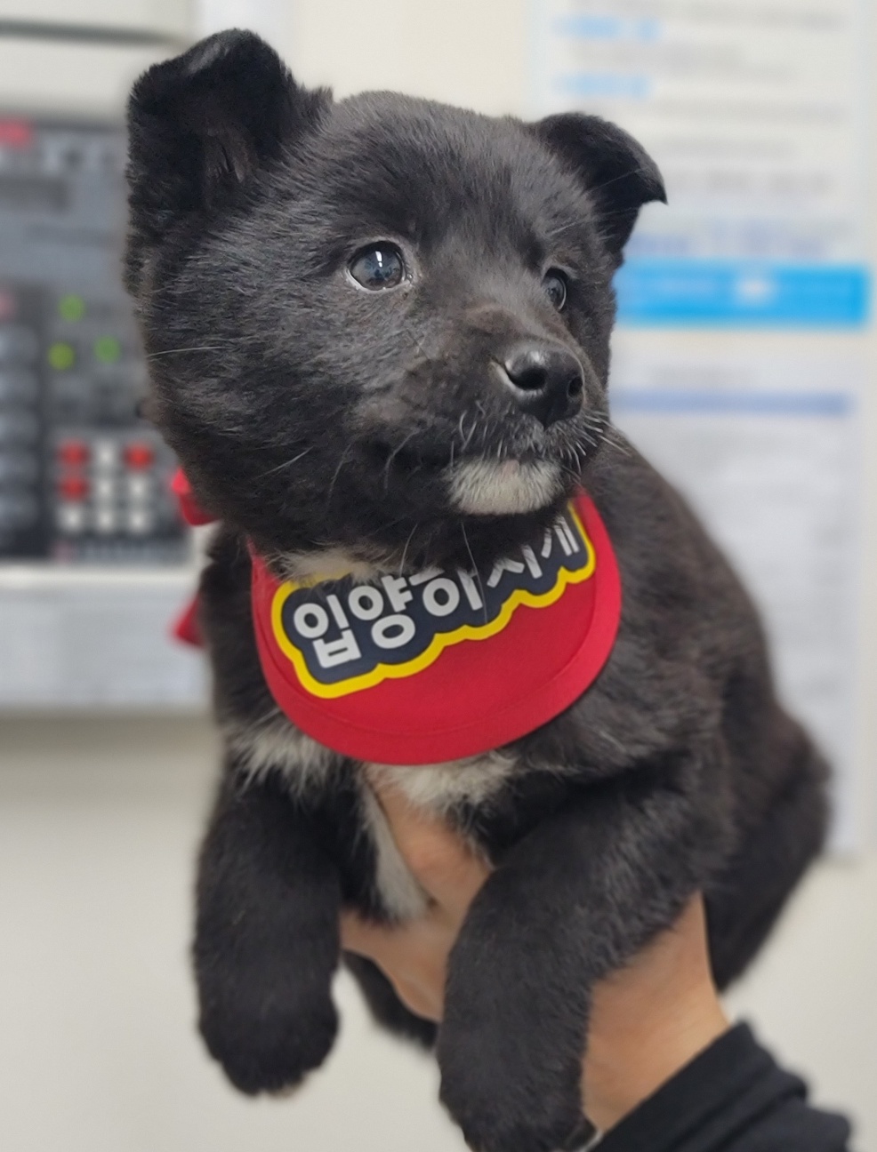종료(입양) 믹스견…