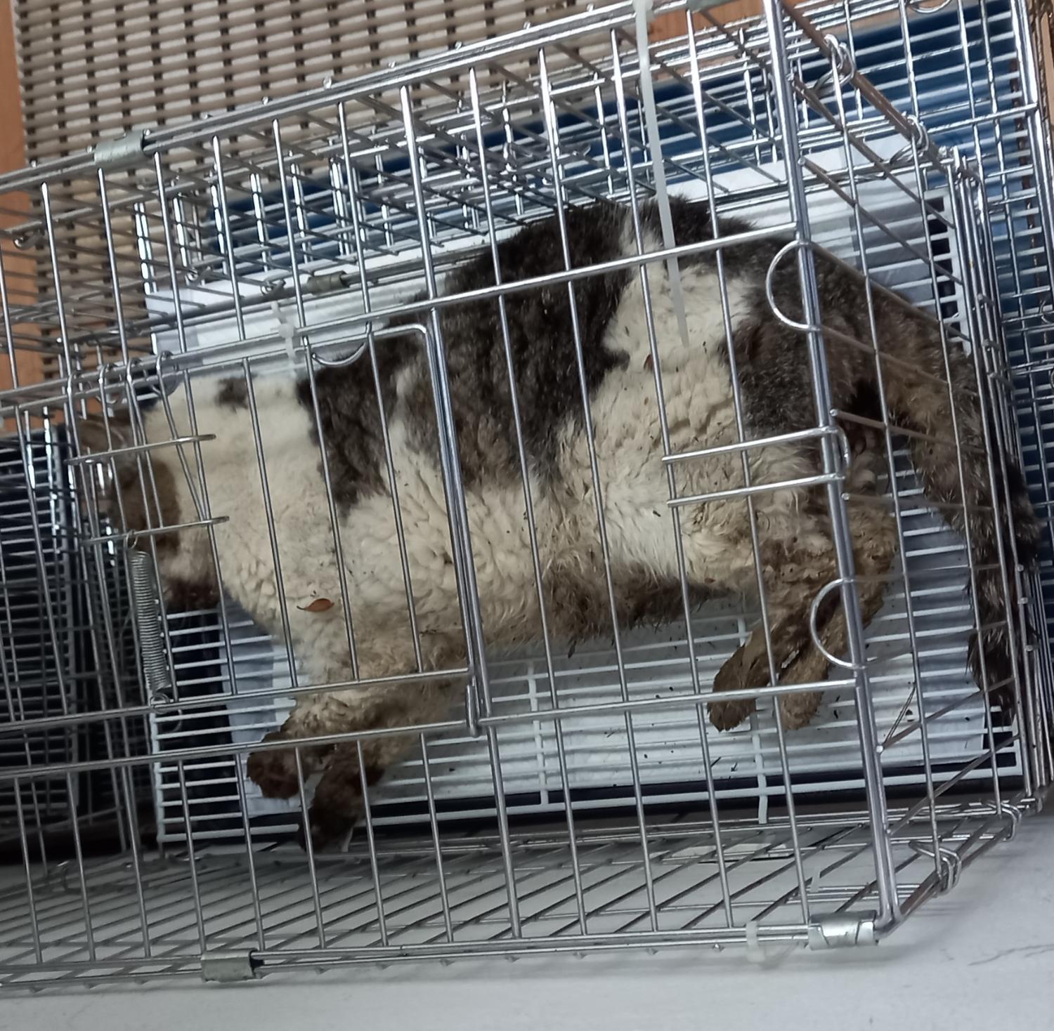 한국 고양이 이미지 파일 입니다.