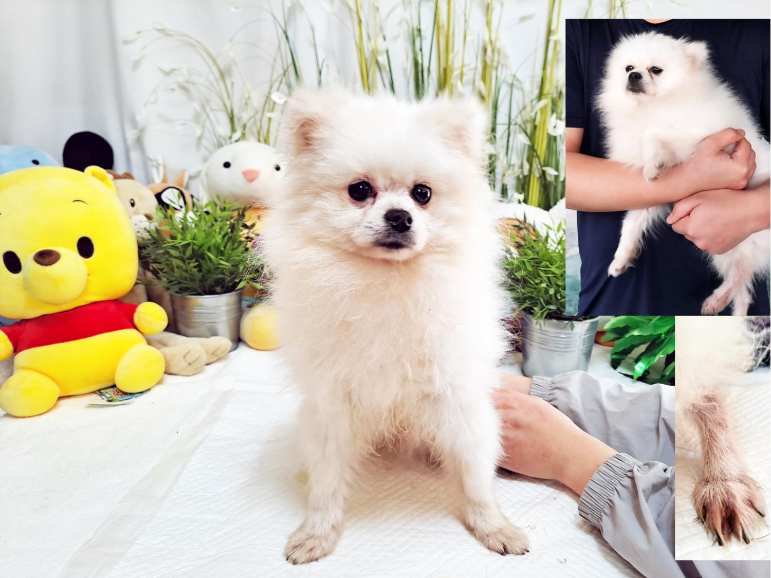 포메라니안 이미지 파일 입니다.