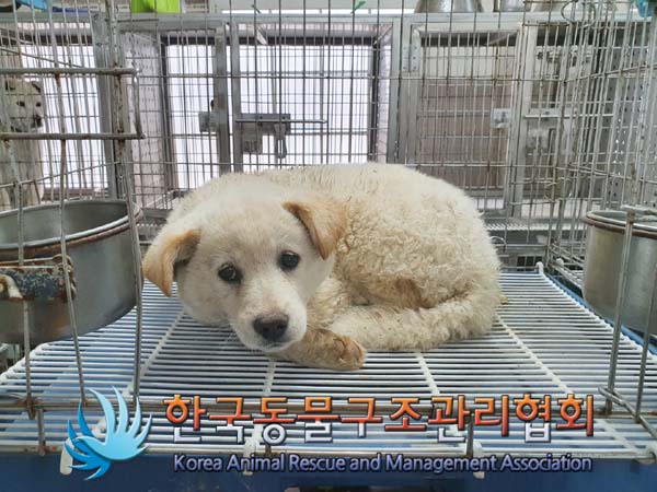 종료(안락사) 믹스…