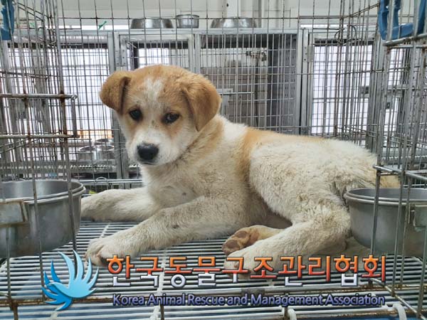 종료(안락사) 믹스…