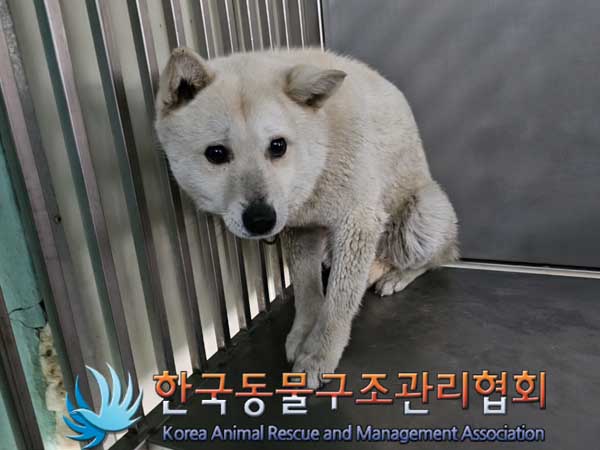 종료(안락사) 믹스…