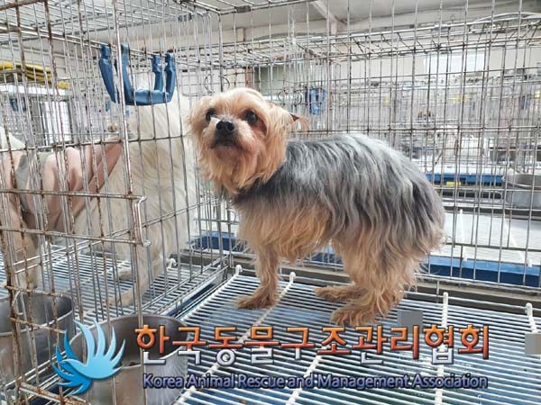 요크셔 테리어 이미지 파일 입니다.