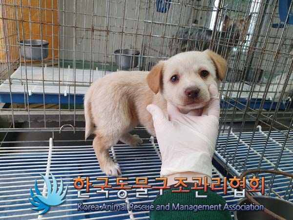 종료(안락사) 믹스…