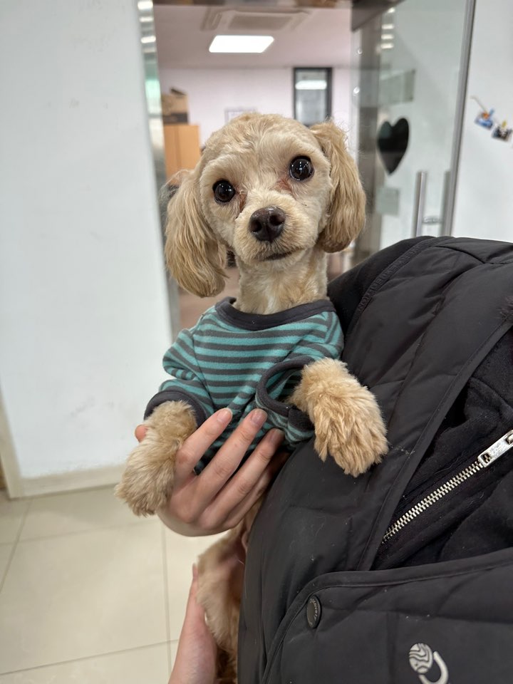 푸들 이미지 파일 입니다.