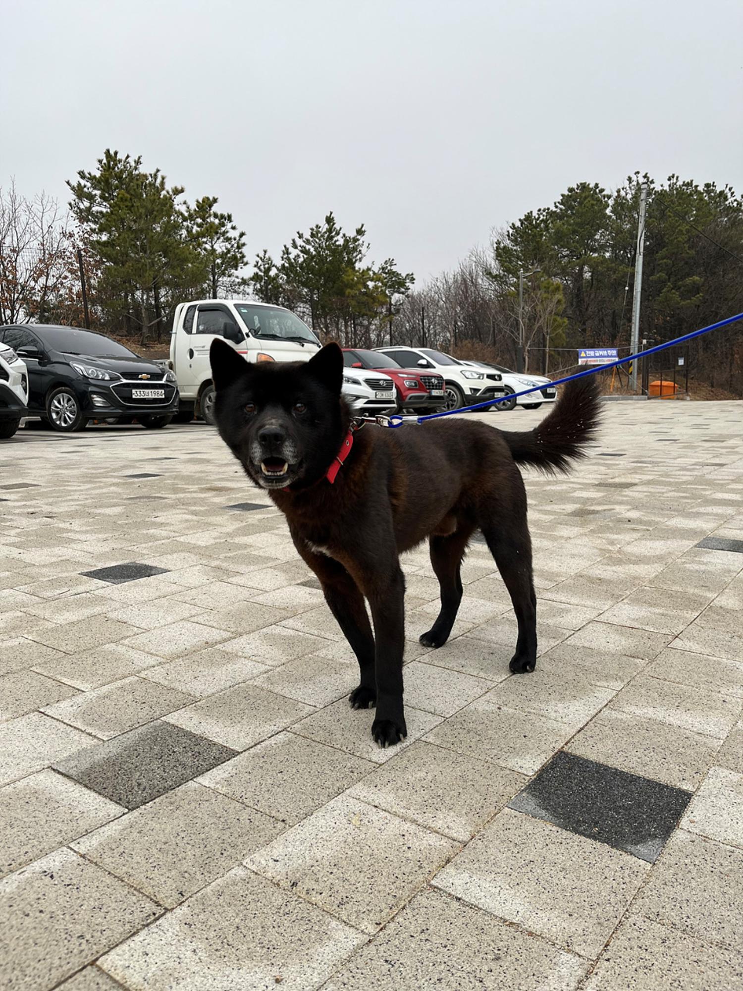 믹스견 이미지 파일 입니다.