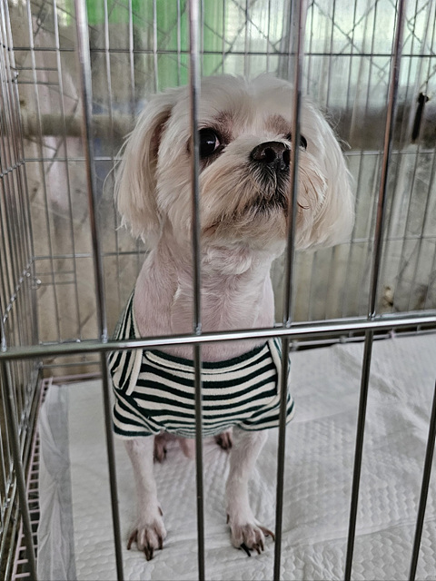말티즈 이미지 파일 입니다.