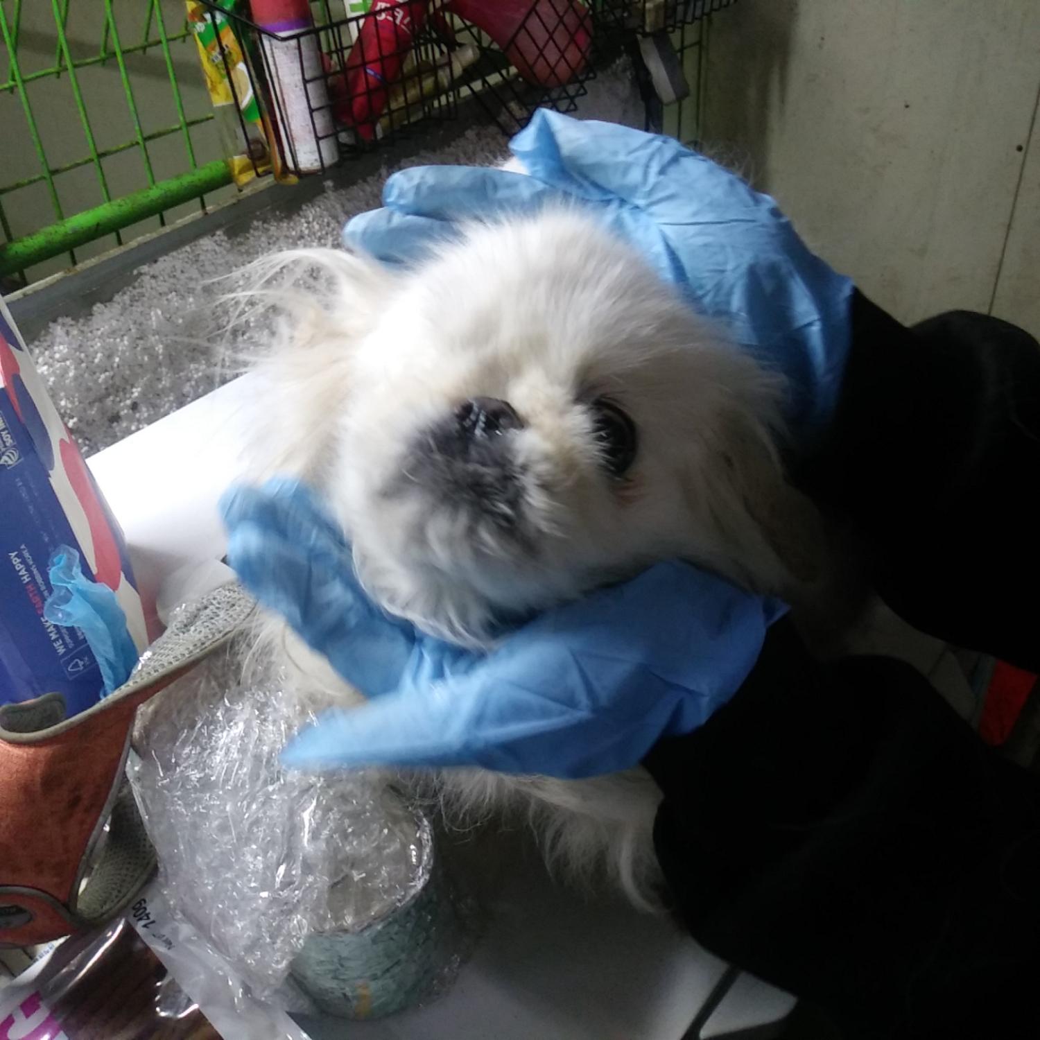 종료(입양) 페키니…